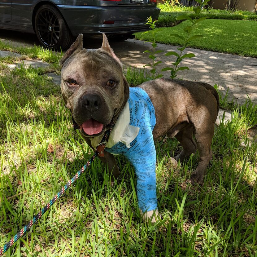 Hippo at Deborah Rodriguez's home just after his broken leg was splinted a second time.