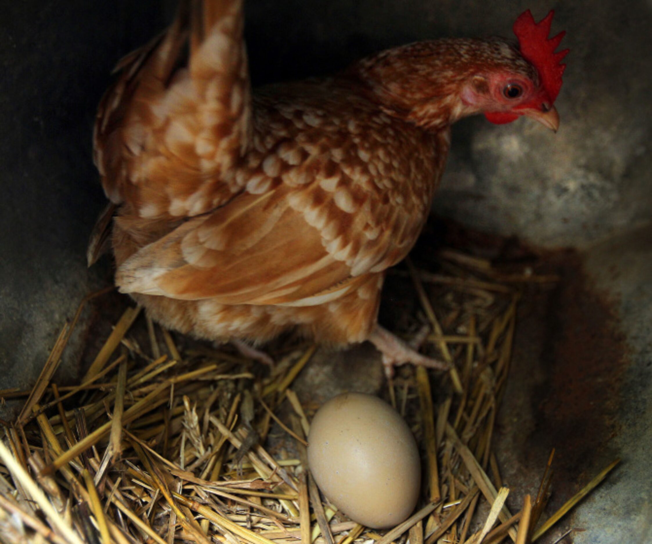 Louise moves Nigella’s olive-green egg so she can have her turn in the nesting box.