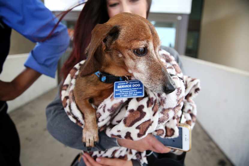 Donna Rosen holds her dog Bobo while waiting for an Uber outside DFW International Airport....