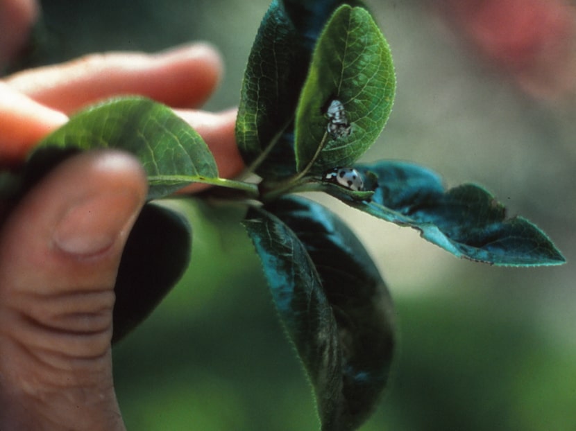 Another helpful ladybug you might see in your trees is the ash gray lady beetle.