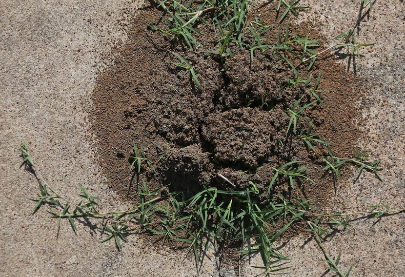 A hill of red imported fire ants (Solenopsis invicta)