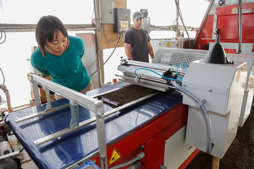 Ling Sun, left, and Nick Avery monitor the seeding process, which is done by a drum seeder...