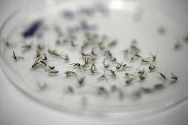 Mosquitoes collected from a trap await examination in the Dallas County Mosquito Lab  in...