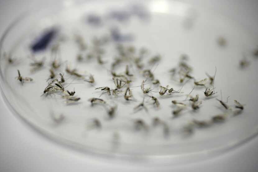 Mosquitos collected from a trap await examination in the Dallas County Mosquito Lab. Frisco...