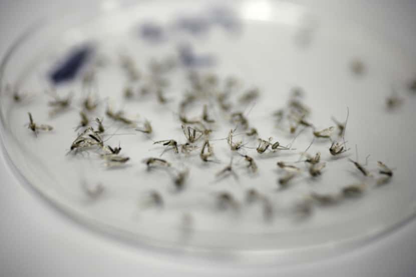 Mosquitoes collected from a trap await examination in the Dallas County Mosquito Lab in this...
