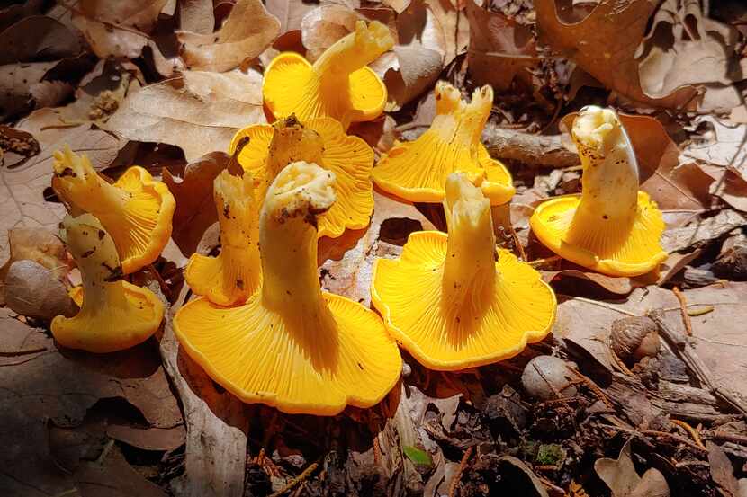 Pinching edible chanterelle mushrooms at their base helps keep their false gills clean of...