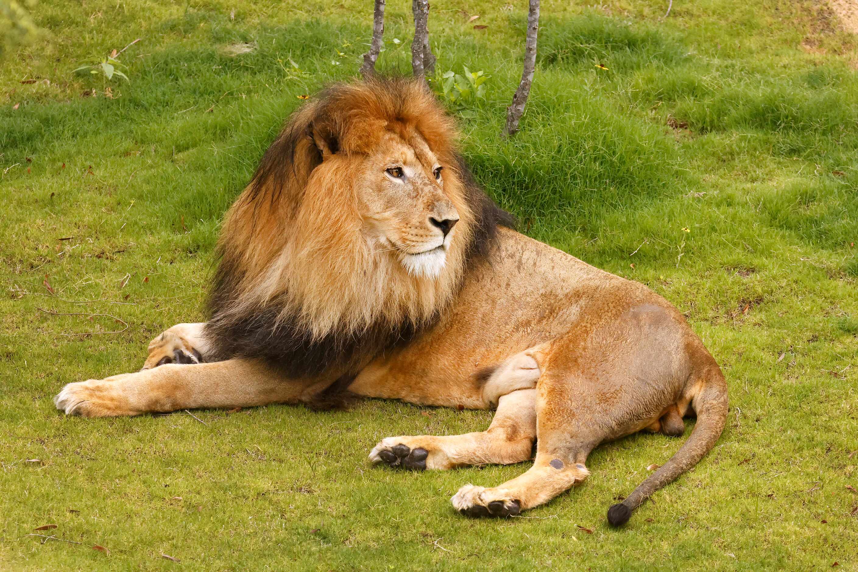Jabulani, a male African lion, lies in the third phase of A Wilder Vision, Predators of Asia...