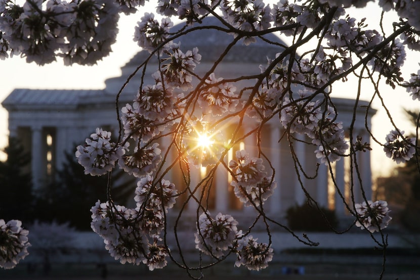 Morning is a great time to see the Jefferson Memorial — and the thousands of cherry blossoms...