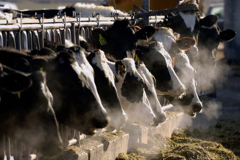 Vacas lecheras holstein se alimentan a través de una reja en una granja lechera en Idaho el...