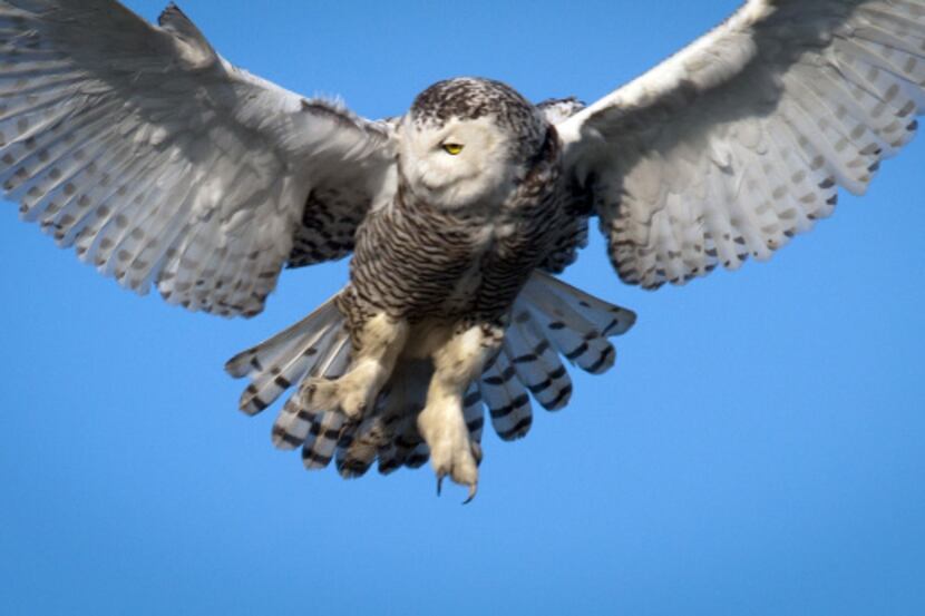 Nature photographer Geryl Mortensen captured a rare shot of a snowy owl at Lake Ray Hubbard...