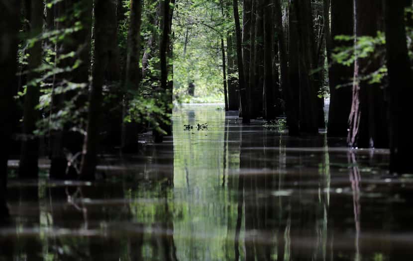 An old logging canal cuts through Bayou Sorrel in the Atchafalaya River Basin in Louisiana. 