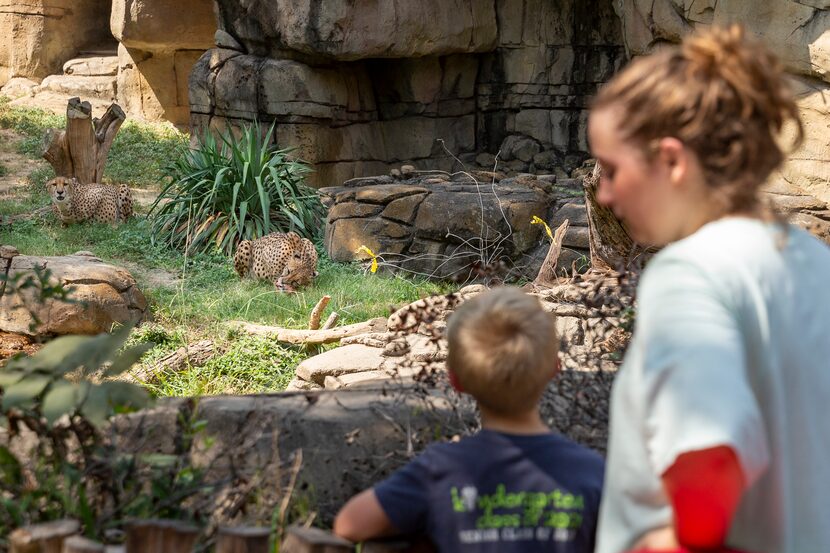 Getting Brutus and Finnick acclimated to their new habitat and the public eye didn't happen...