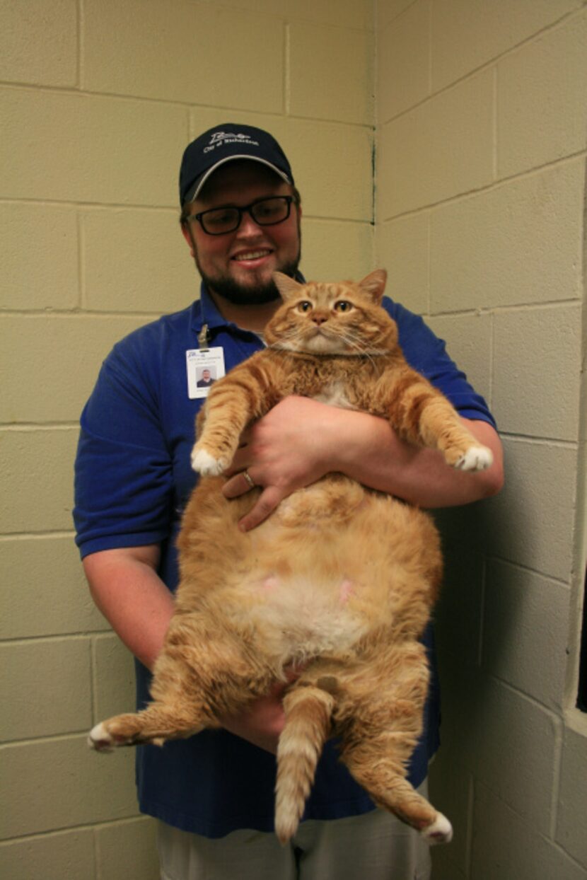 Josh Polando of Richardson Animal Services  holds Skinny the cat shortly after he was found...