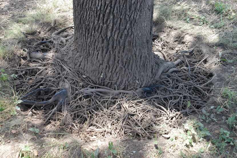 Some trees with buried root flares will have spaghetti-like roots trying to reach the...