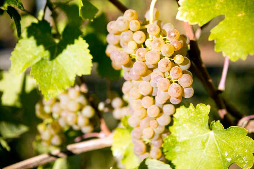 Viognier is a white wine grape variety. 