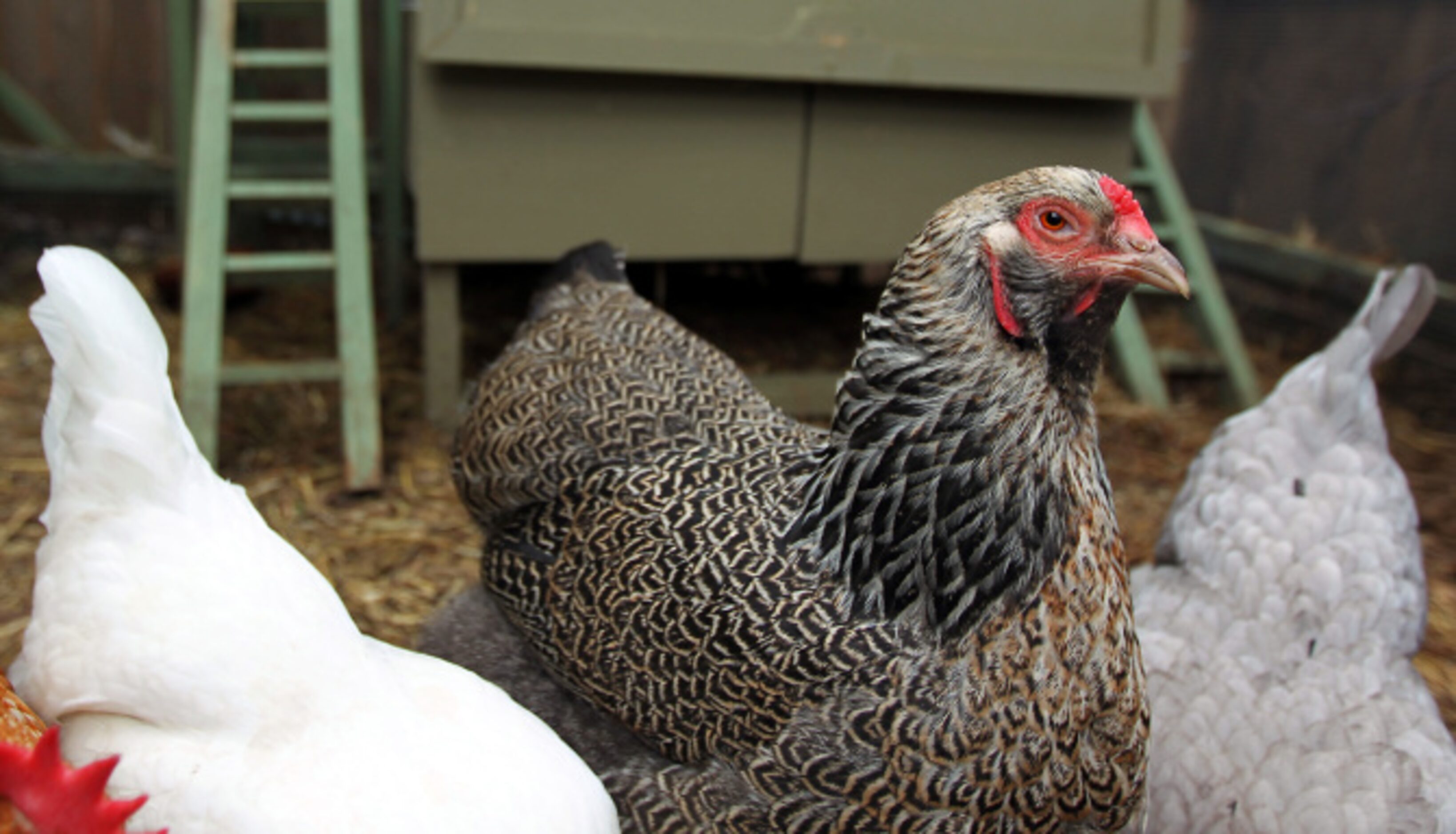 Dallas Morning News writer Mariana Greene uses her own backyard garden and chicken coop...