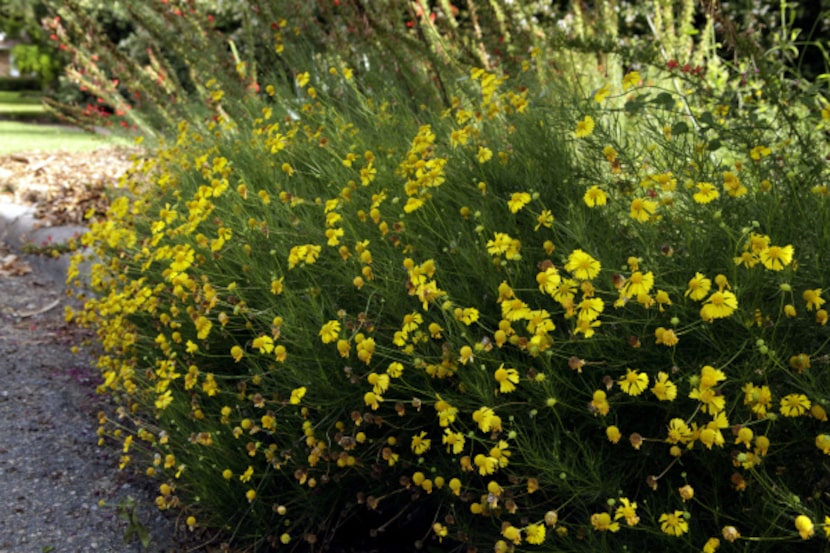 Helenium 'Dakota Gold' is a long-blooming hybrid derived from a native Texas plant.