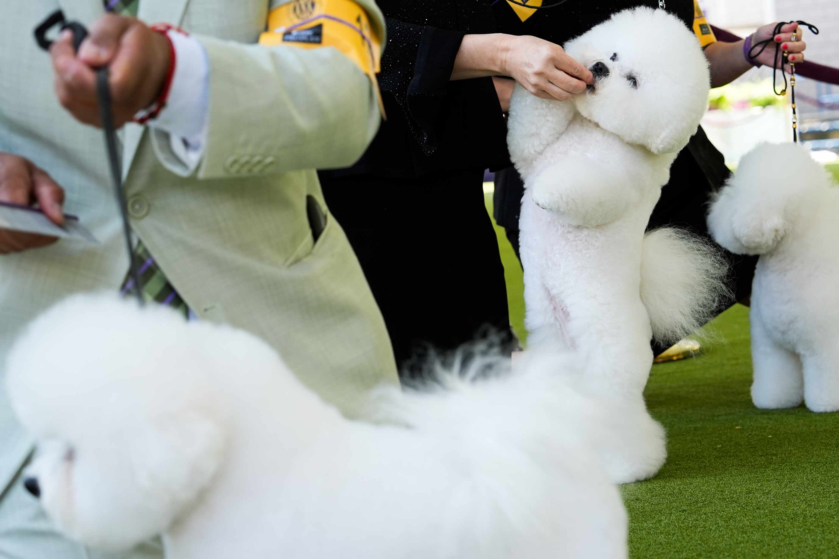 Bichon Frises compete in breed group judging at the 148th Westminster Kennel Club Dog show,...