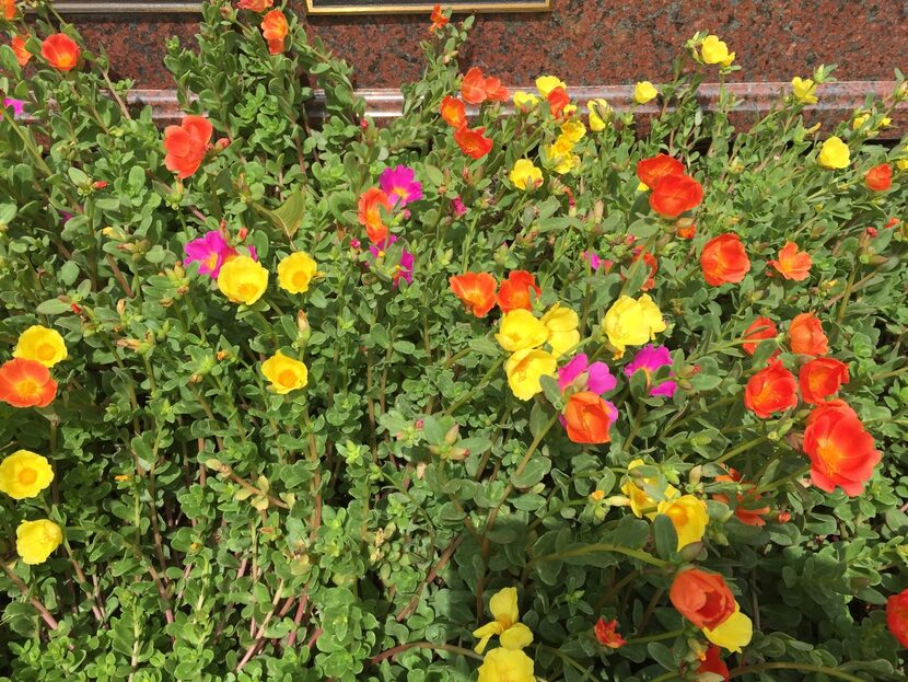 The flowers, foliage and stems of purslane and portulaca are edible.