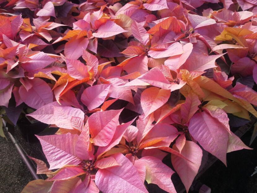 White poinsettias have been sprayed non-Christmasy colors for a hipster holiday. At Home...