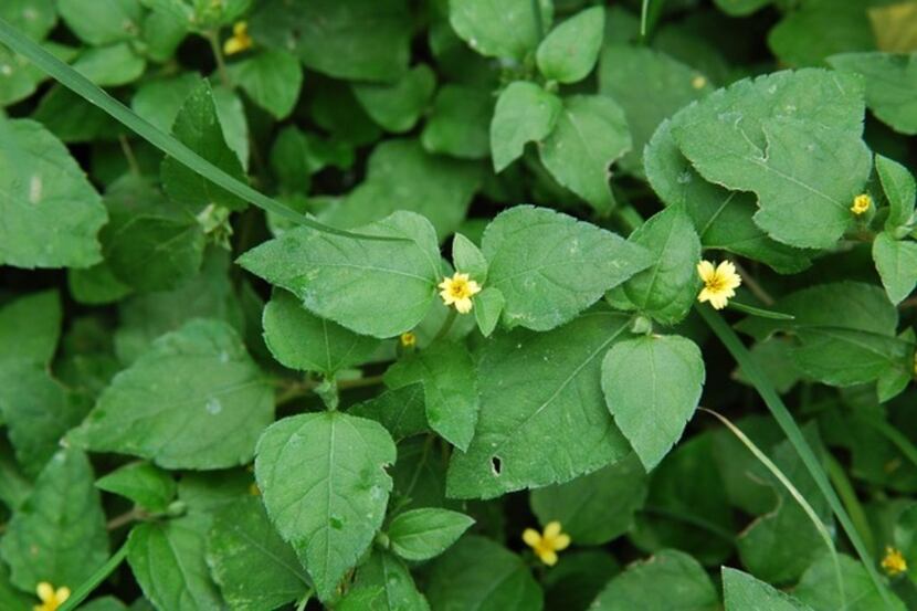 Horseherb is a native Texas ground cover that grows in shade.