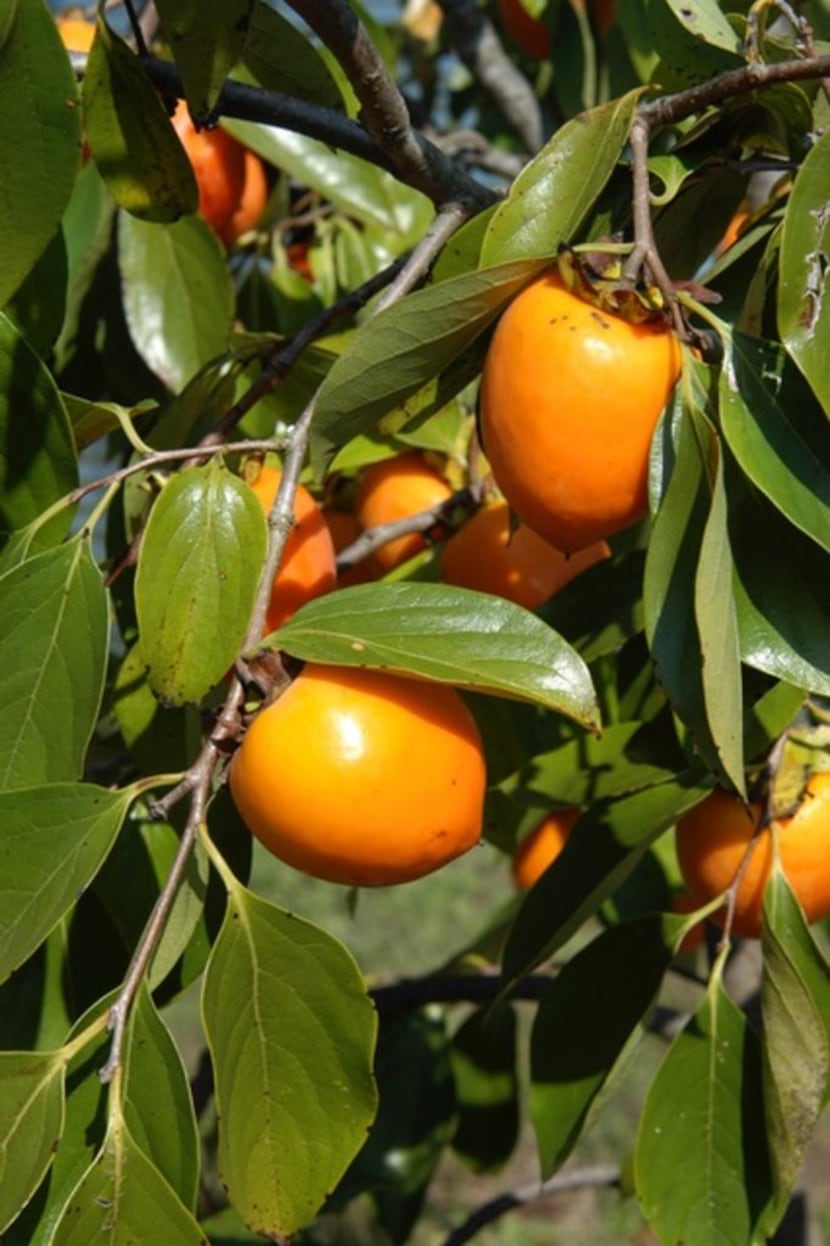 Japanese persimmons are a great choice for North Texas
