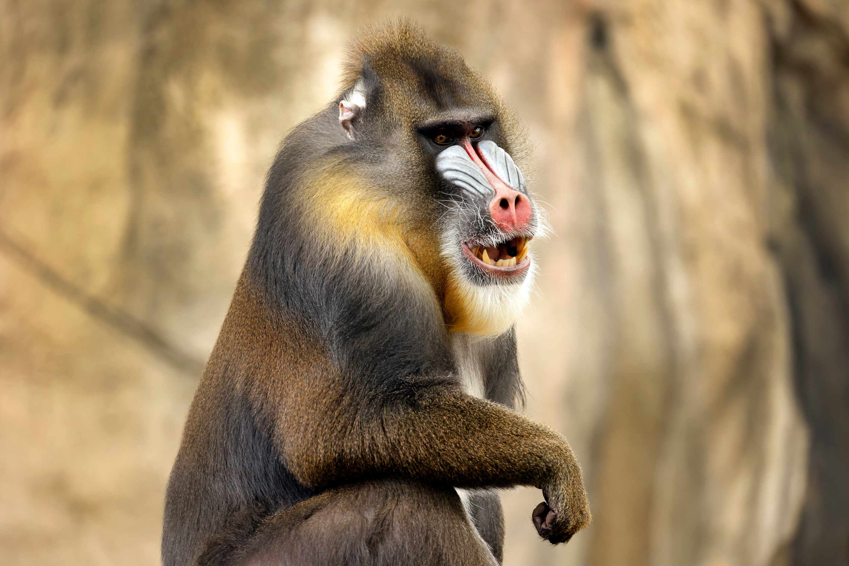 A mandrill rests in its enclosure at the Fort Worth Zoo in Fort Worth, June 22, 2023.