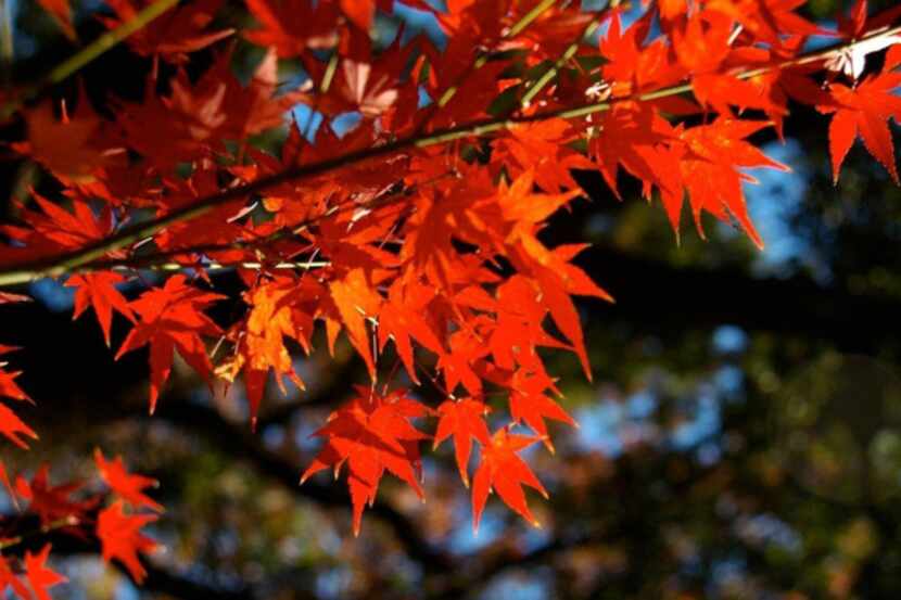 The species Japanese maple from many hybrids are bred tolerates more sun than the hybrids....