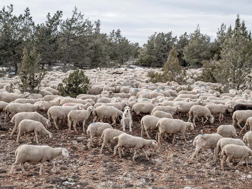  A mastiff sits among sheeps as they graze near the village of Codes on February 14, 2015...
