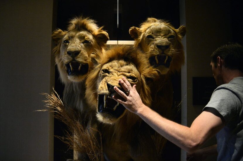 Conroe Taxidermy employee Brandon Casteel of Conroe attempts to remove three taxidermic...