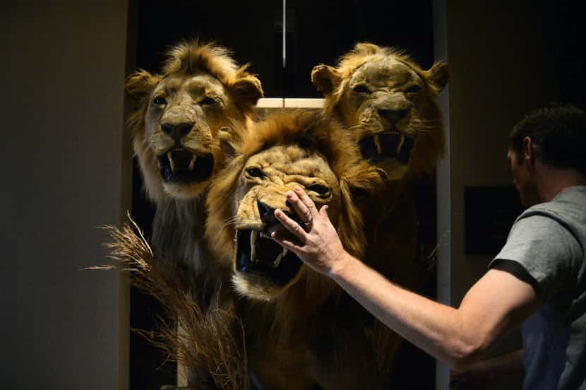 Conroe Taxidermy employee Brandon Casteel of Conroe attempts to remove three taxidermic...