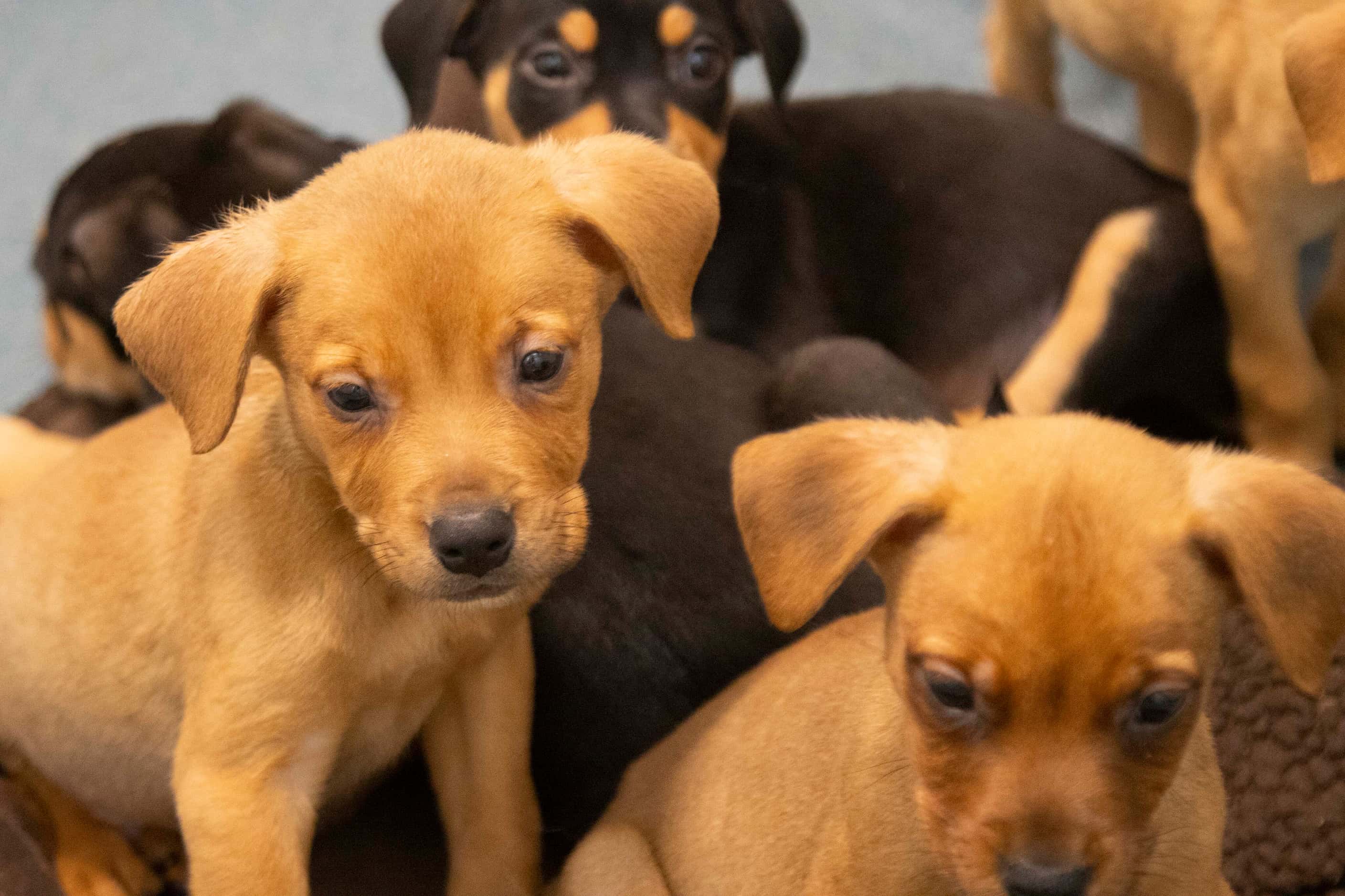 A litter of eight-week-old puppies up for adoption 