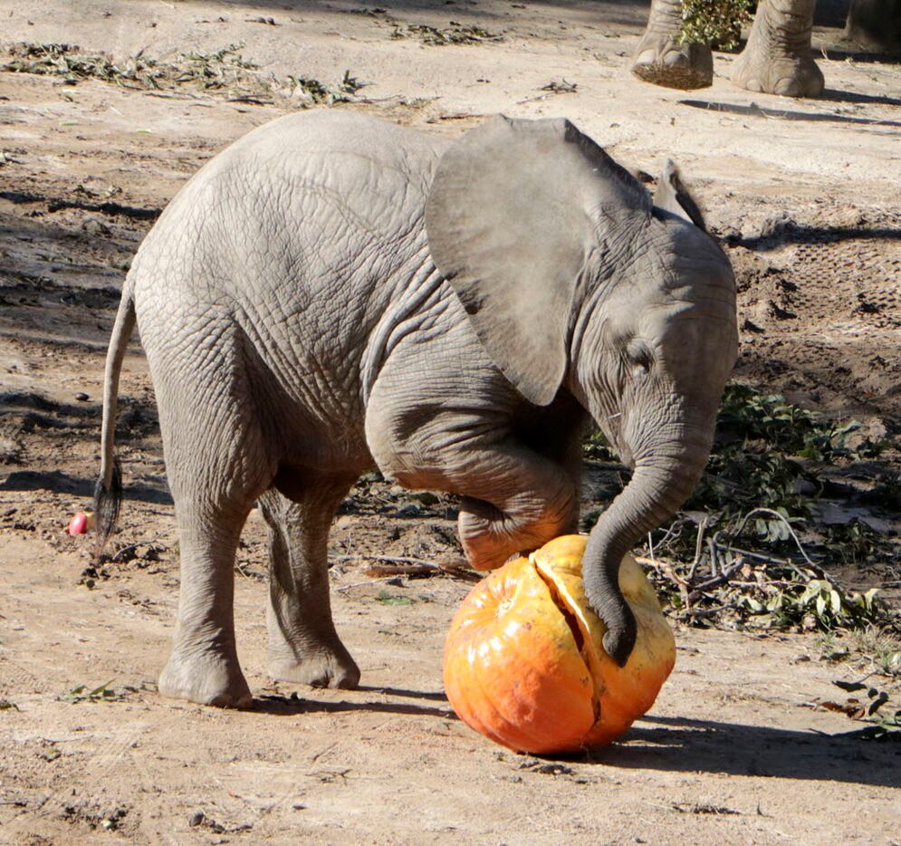 Animals at the Dallas Zoo celebrated Halloween on Tuesday, Oct. 31, 2017, with pumpkins,...