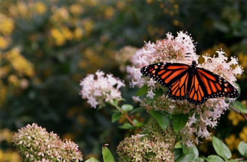 
Abelia, a common, tough shrub, is a top butterfly draw.
