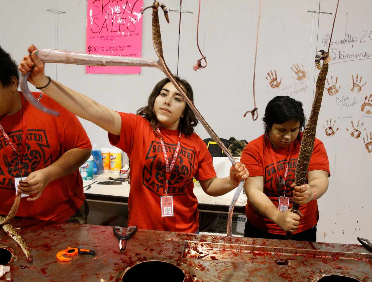 Junior Jaycee Destiny Sanchez (left) and Veya Velasquez pull the skin from a rattlesnake for...