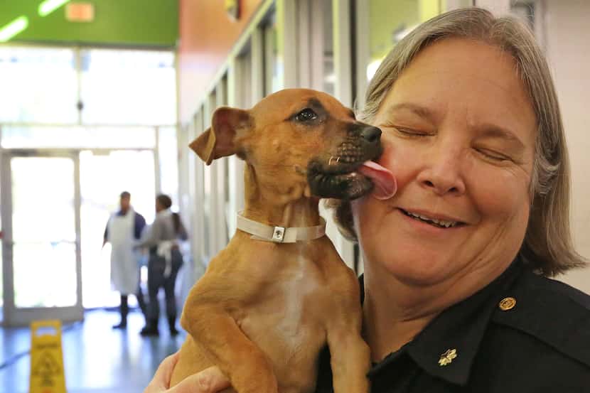 Dallas Police Major Barbara Hobbs gets a little love from "Teena" at Dallas Animal Services.