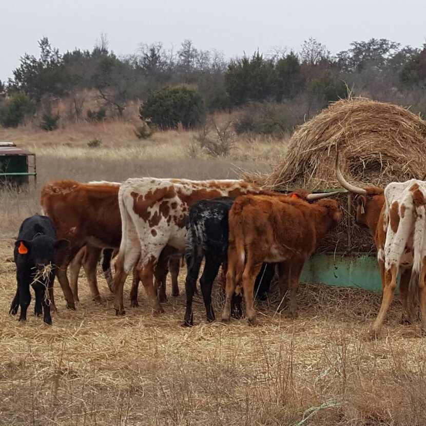 Some of the longhorns seized from a Texas ranch Friday. Altogether, 338 longhorns, including...