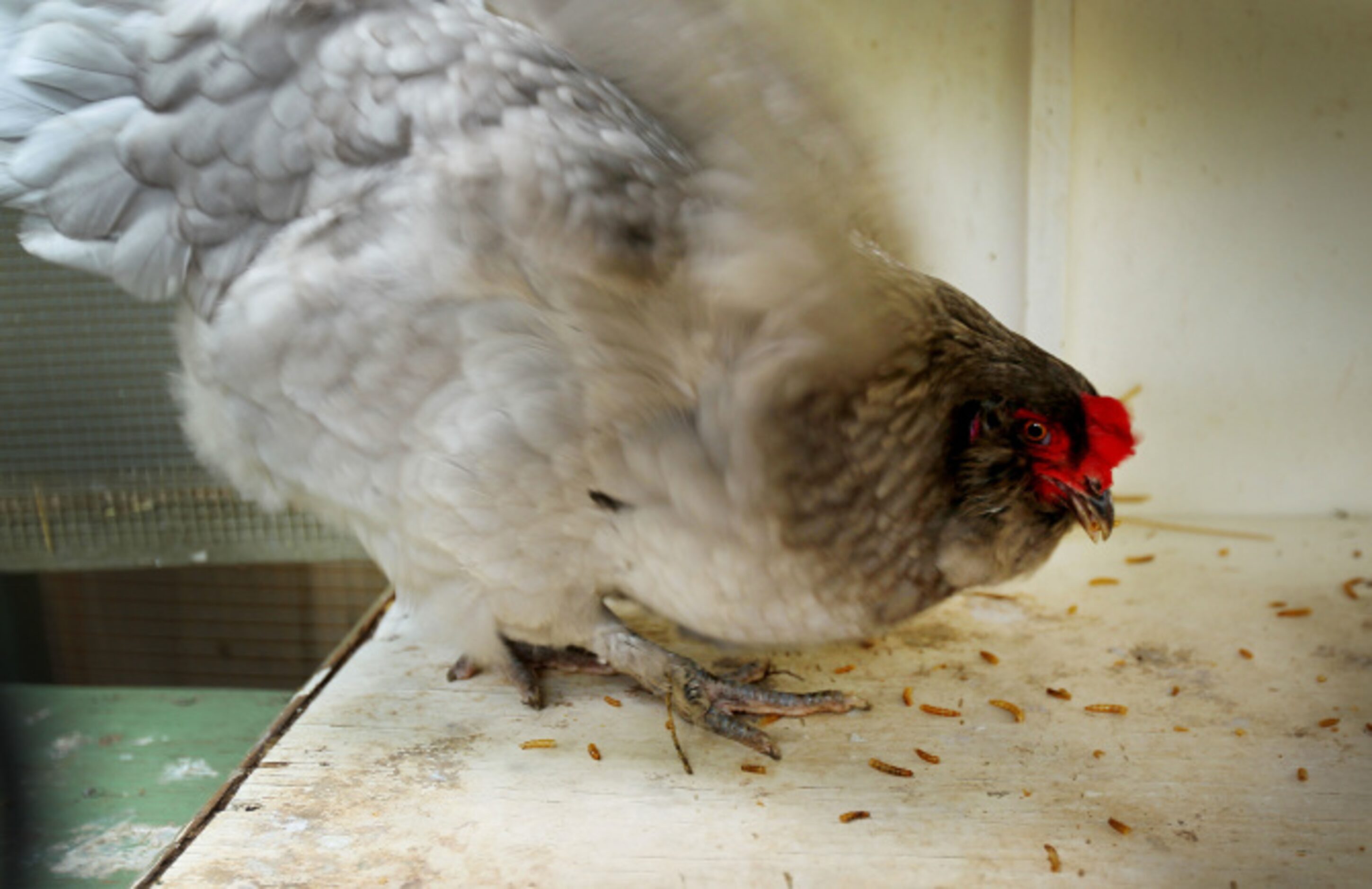 Nigella, a beautiful Ameraucana hen