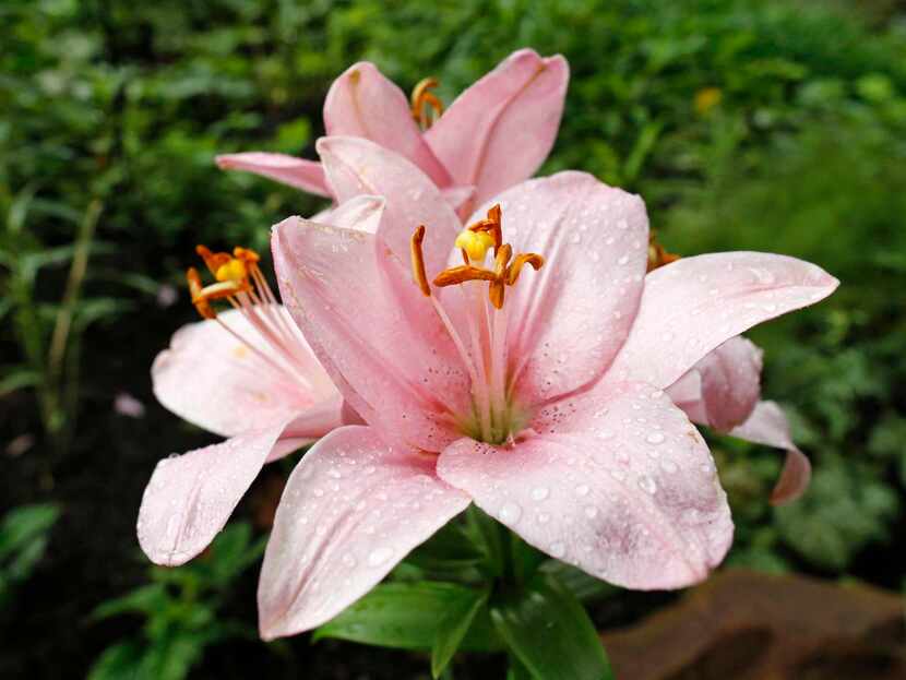 
Longiflorum-Asiatic hybrid lily ‘Algarve’
