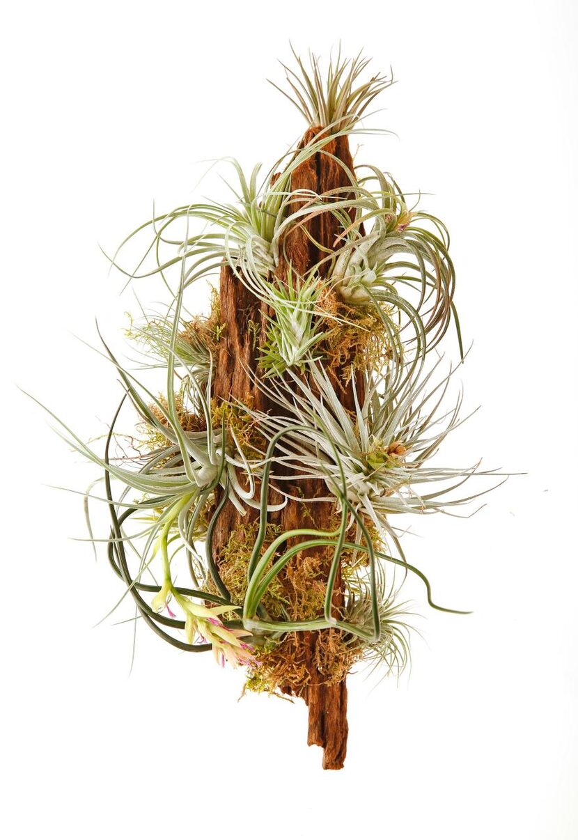 
Choose a low-maintenance, one-of-a-kind composition of tillandsias mounted on driftwood, by...