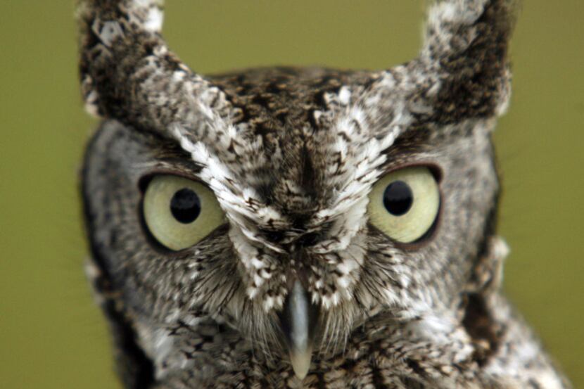 An Eastern Screech Owl held by Pam Dancaster of the Blackland Prairie Raptor Center during...