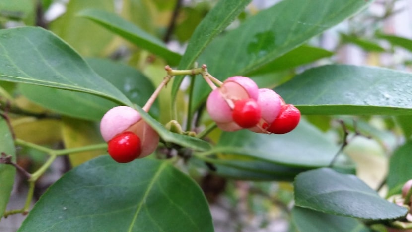 A reader asks about this mystery bush growing as his home: It's a spindletree, says Howard...