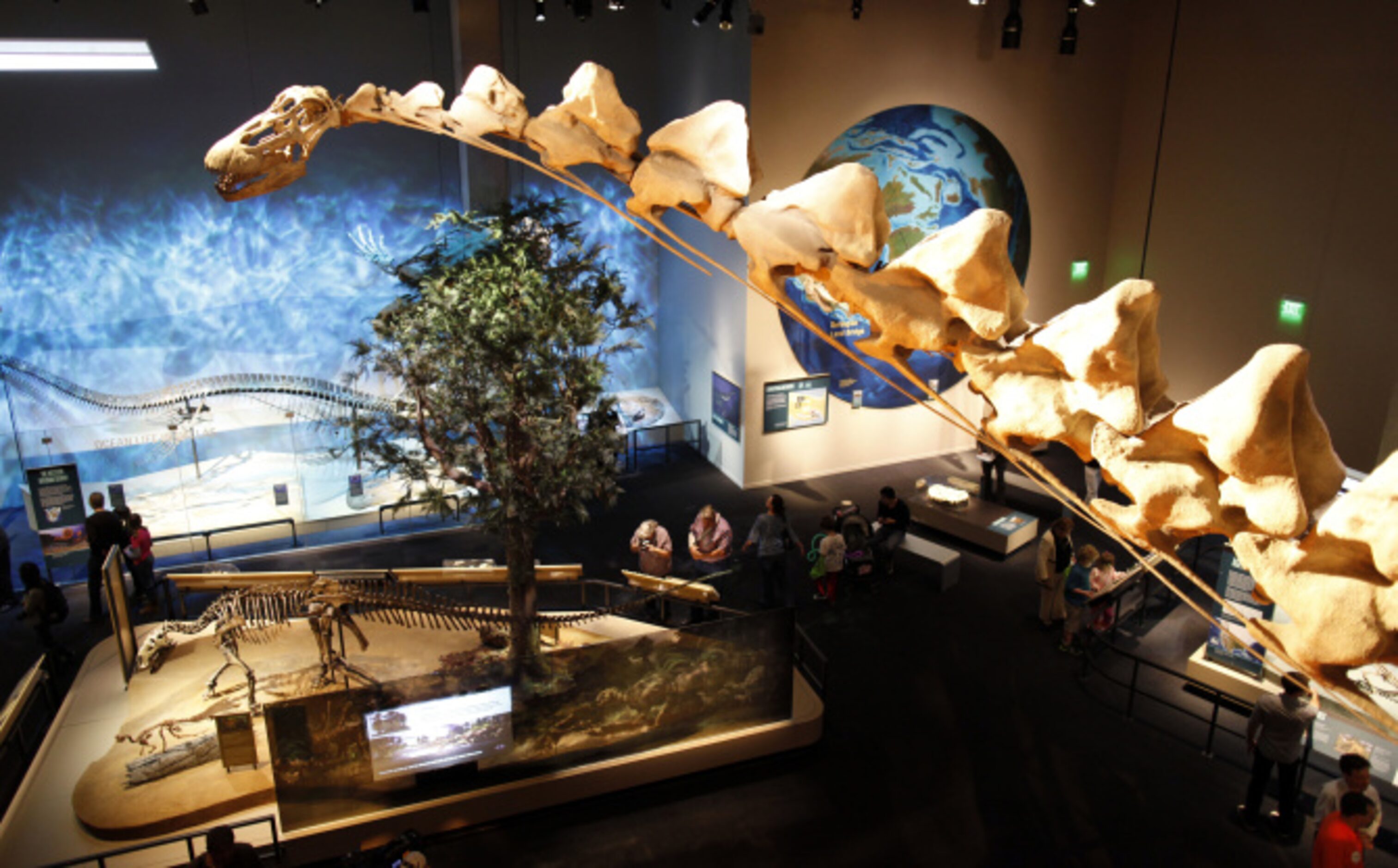 View of the Alamosaurus during the opening of the Perot Museum of Nature and Science in...