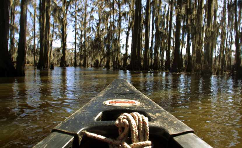 Caddo Lake in Uncertain, Texas. The 25,400-plus acre lake is the only natural lake in the...