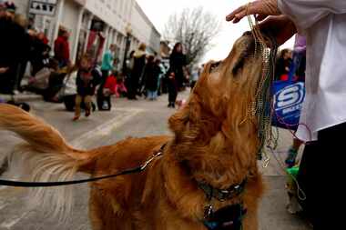 A dog got beads during the Krewe of Barkus parade in downtown McKinney in 2017.