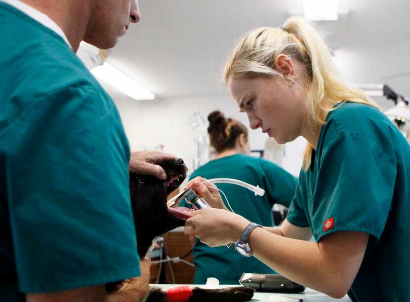 
Chamberlain (right), with the help of licensed veterinary technician Todd Arthur, prepares...