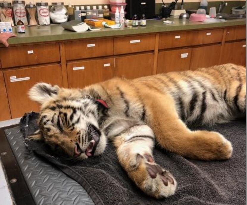 The tiger cub, after he was found in a duffel bag on the U.S.-Mexico border. (U.S. Border...
