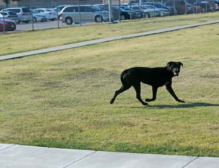  A stray dog runs from a Dallas Animal Services van in front of the Nancy J. Cochran...