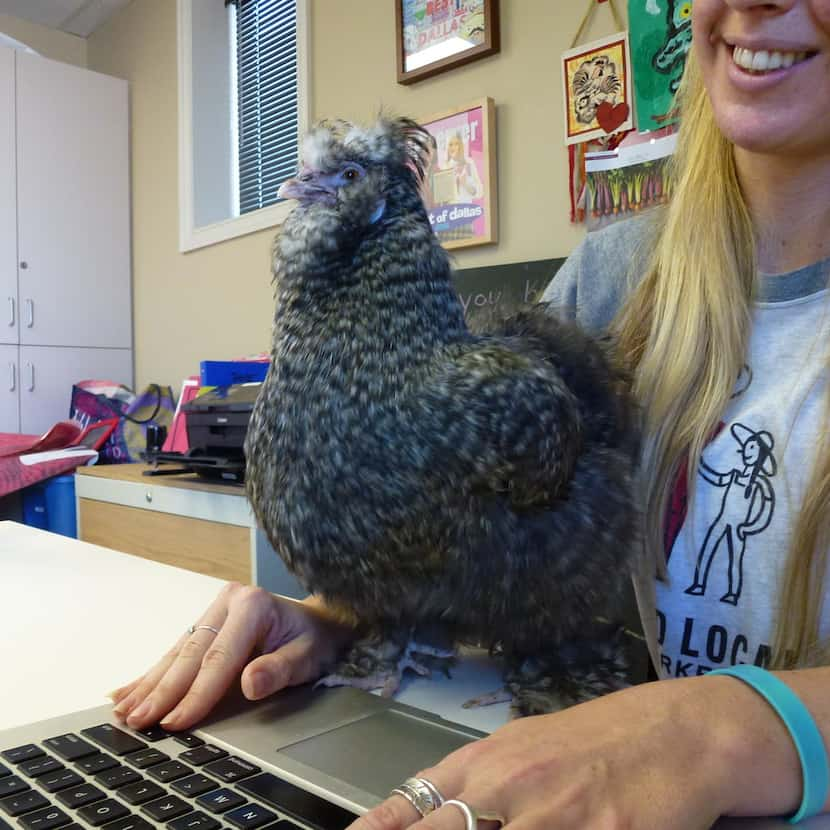 Kevin the chicken strikes a pose by the laptop in the Good Local Markets office. 