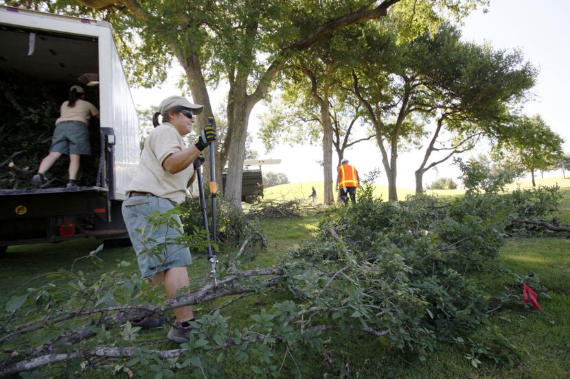 Elephant keeper Krystle Hughes uses a hand trimmer to cut down branches from a cedar elm...